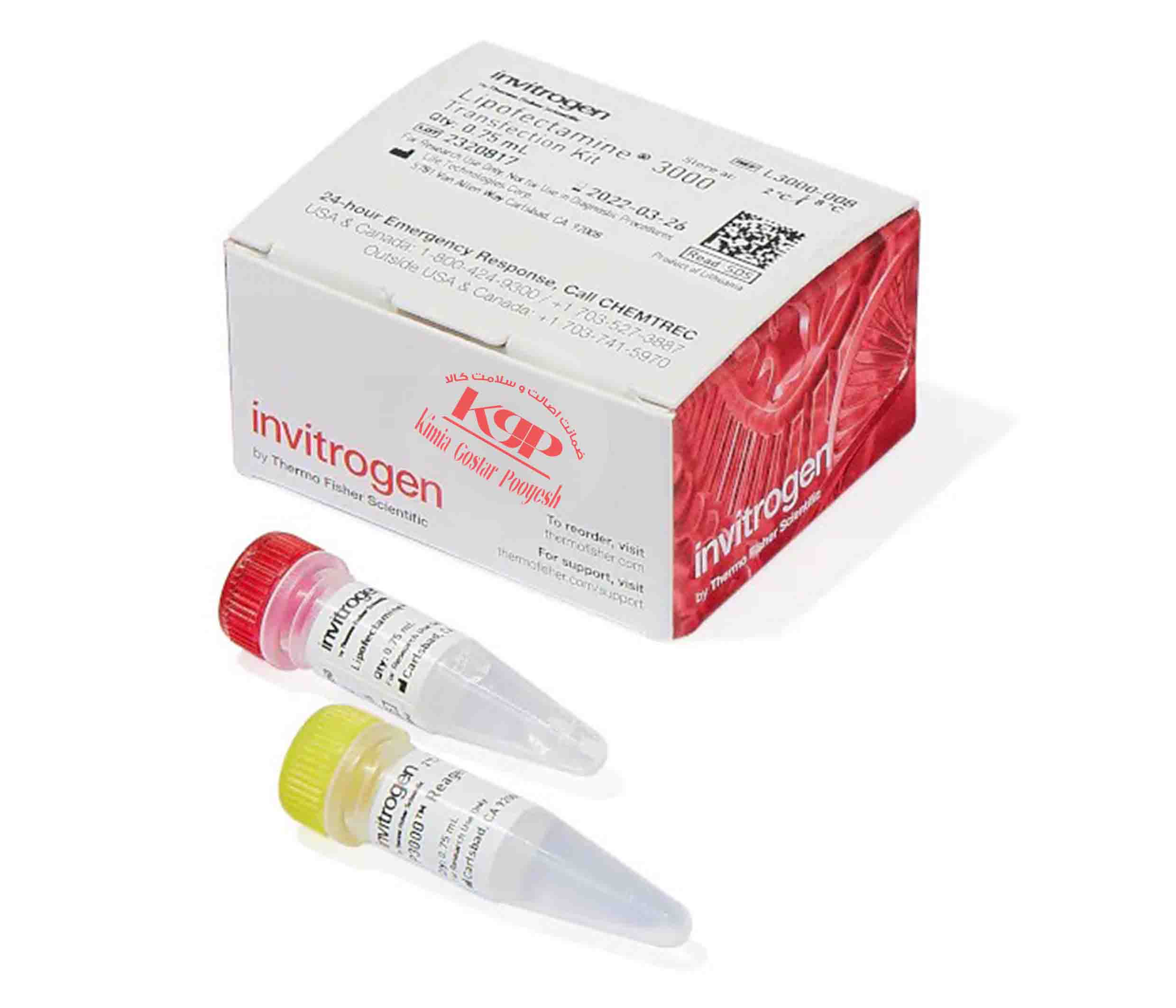 Lipofectamine 3000 Transfection Reagent